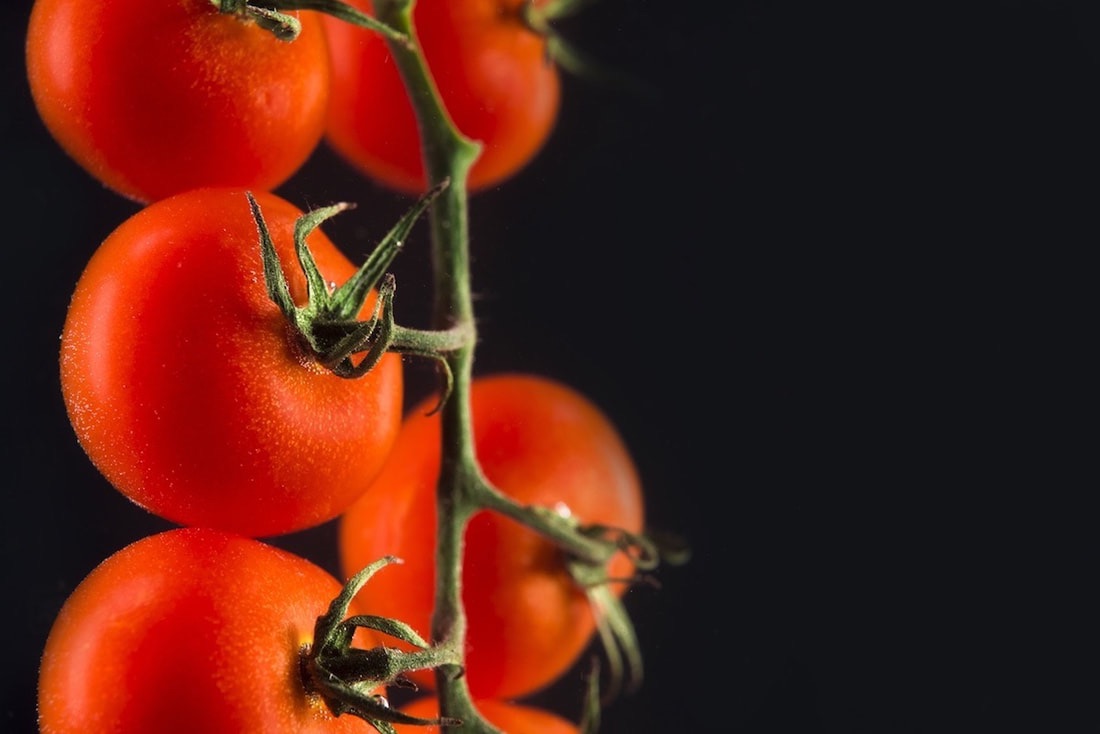 The Tomato Plant Part 2